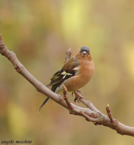 Fringuello Frinigilla coelebs